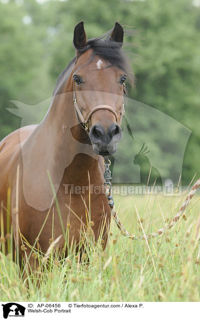 Welsh-Cob Portrait / Welsh-Cob Portrait / AP-06456