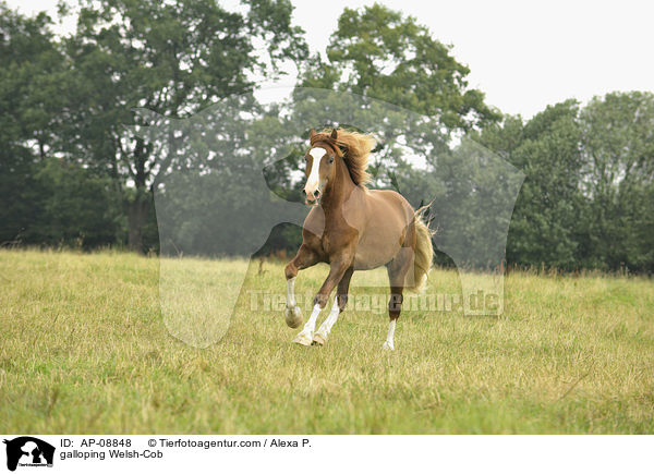 galoppierender Welsh-Cob / galloping Welsh-Cob / AP-08848