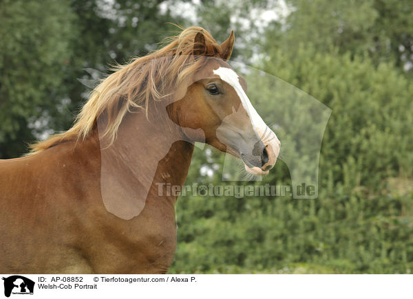 Welsh-Cob Portrait / AP-08852