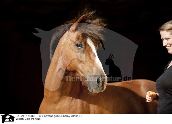Welsh-Cob Portrait / AP-11083