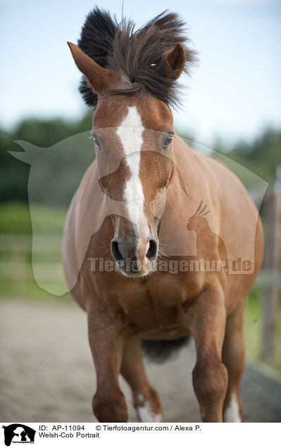 Welsh-Cob Portrait / AP-11094