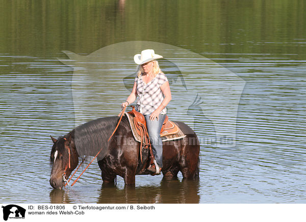 woman rides Welsh-Cob / BES-01806