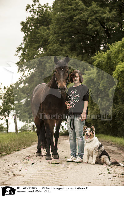 woman and Welsh Cob / AP-11829