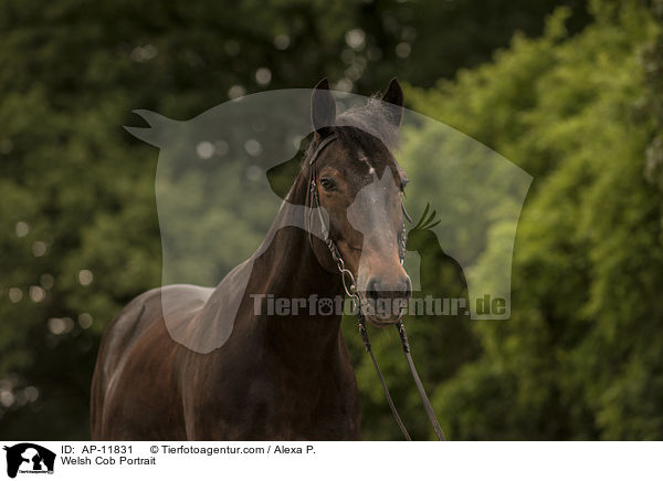 Welsh Cob Portrait / AP-11831