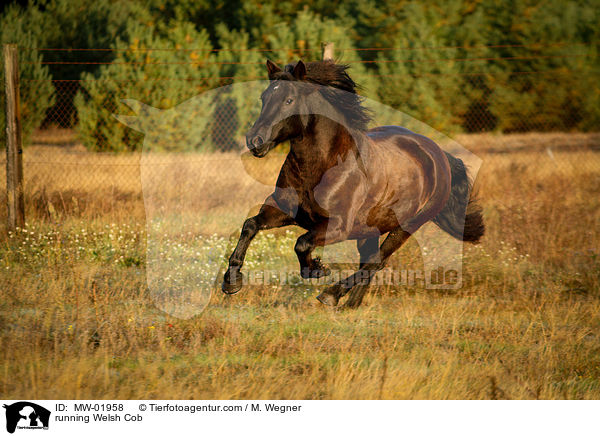 rennender Welsh Cob / running Welsh Cob / MW-01958