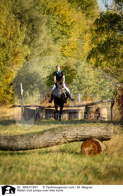 Welsh Cob jumps over tree trunk / MW-01967