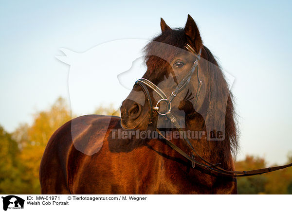 Welsh Cob Portrait / Welsh Cob Portrait / MW-01971