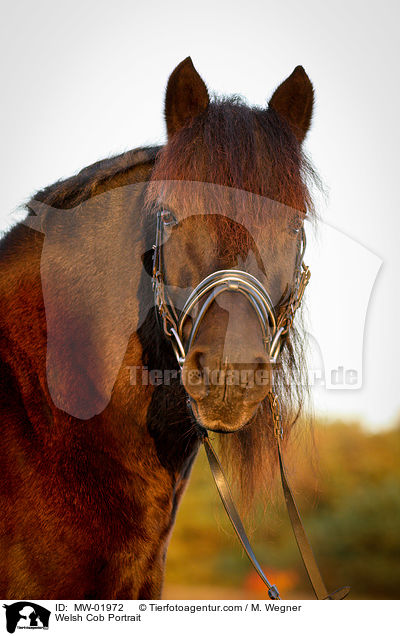 Welsh Cob Portrait / Welsh Cob Portrait / MW-01972