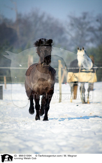 running Welsh Cob / MW-01994