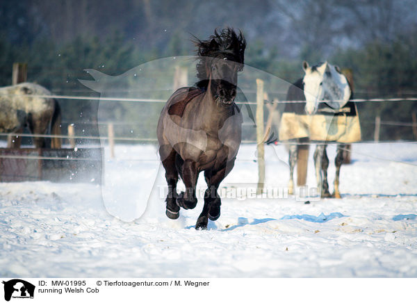 running Welsh Cob / MW-01995