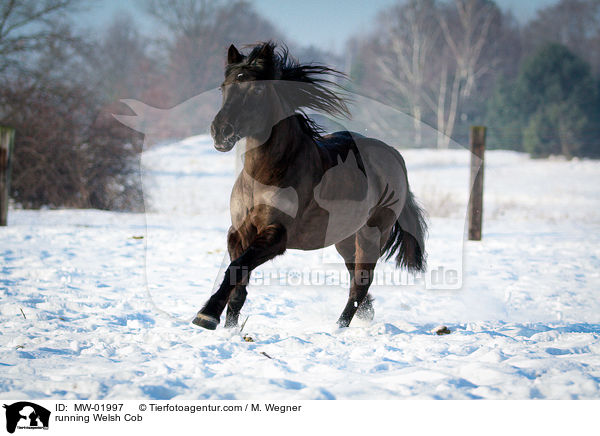 rennender Welsh Cob / running Welsh Cob / MW-01997