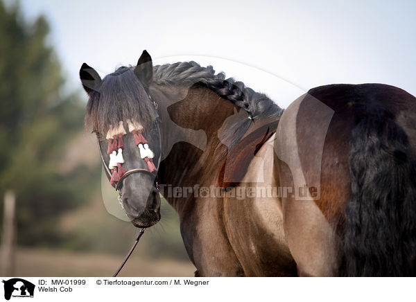 Welsh Cob / Welsh Cob / MW-01999