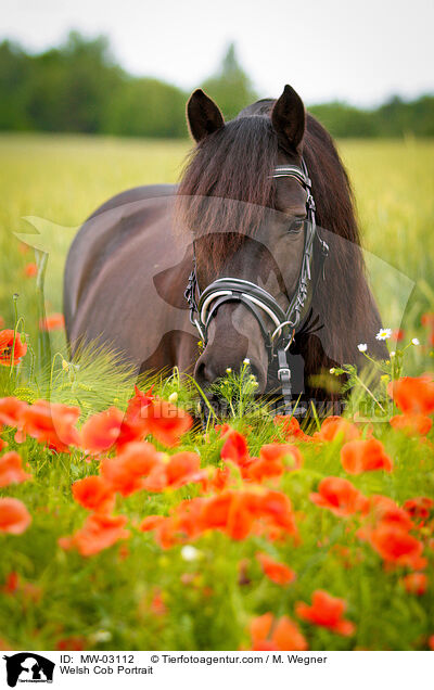 Welsh Cob Portrait / MW-03112
