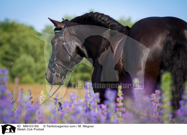 Welsh Cob Portrait / Welsh Cob Portrait / MW-03169