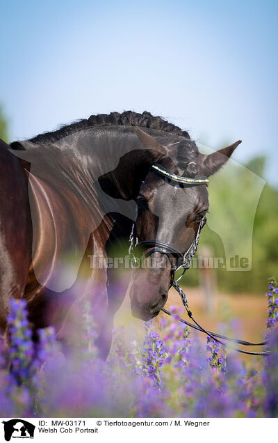 Welsh Cob Portrait / Welsh Cob Portrait / MW-03171