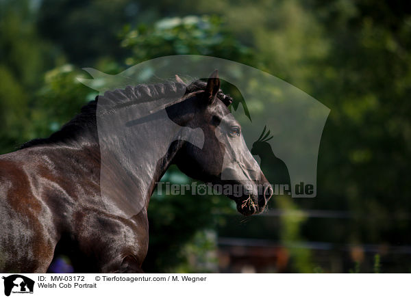 Welsh Cob Portrait / Welsh Cob Portrait / MW-03172