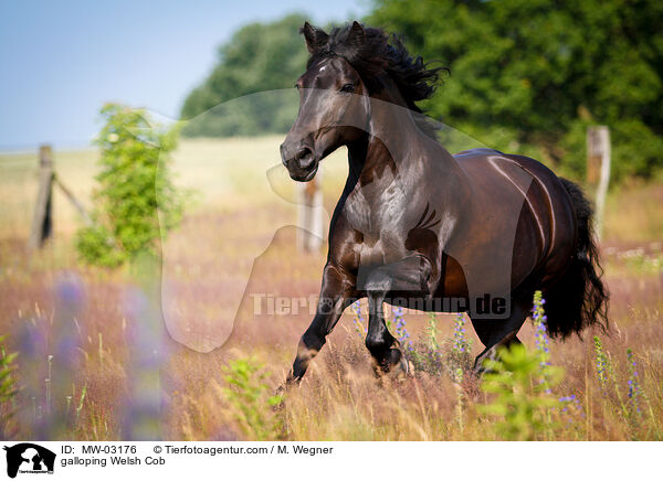 galloping Welsh Cob / MW-03176