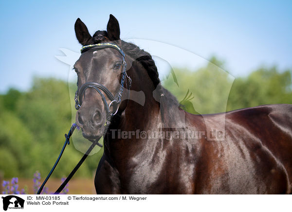 Welsh Cob Portrait / Welsh Cob Portrait / MW-03185