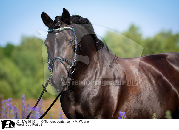 Welsh Cob Portrait / Welsh Cob Portrait / MW-03191