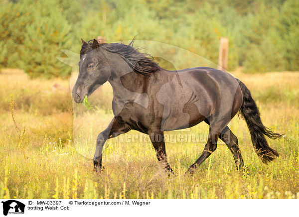 trabender Welsh Cob / trotting Welsh Cob / MW-03397