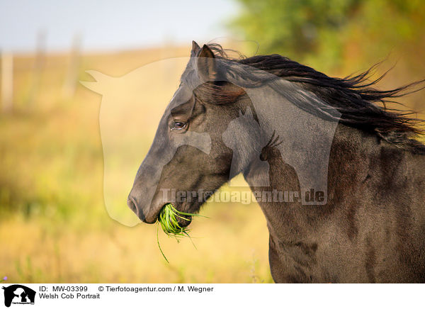 Welsh Cob Portrait / Welsh Cob Portrait / MW-03399