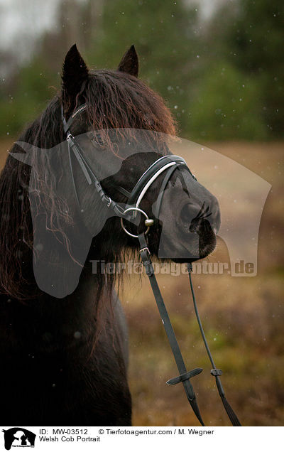 Welsh Cob Portrait / MW-03512