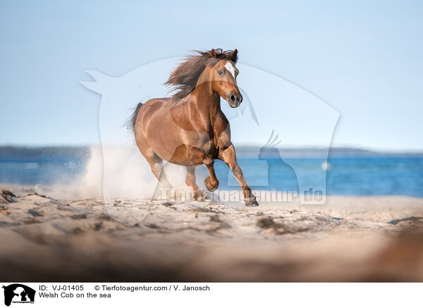 Welsh Cob on the sea / VJ-01405