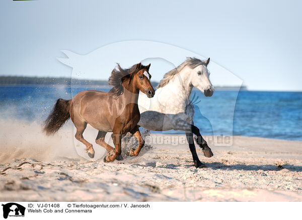 Welsh Cob und Connemara / Welsh Cob and Connemara / VJ-01408