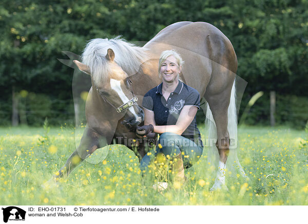 Frau und Welsh-Cob / woman and Welsh-Cob / EHO-01731