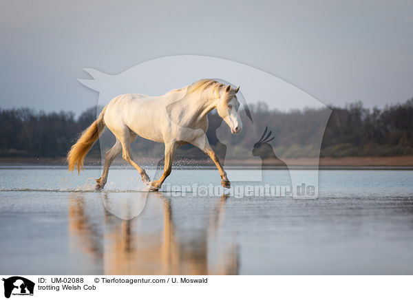 trabender Welsh Cob / trotting Welsh Cob / UM-02088