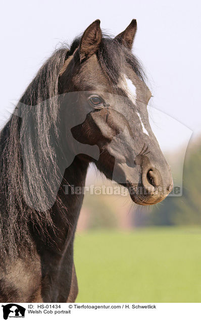 Welsh Cob Portrait / Welsh Cob portrait / HS-01434