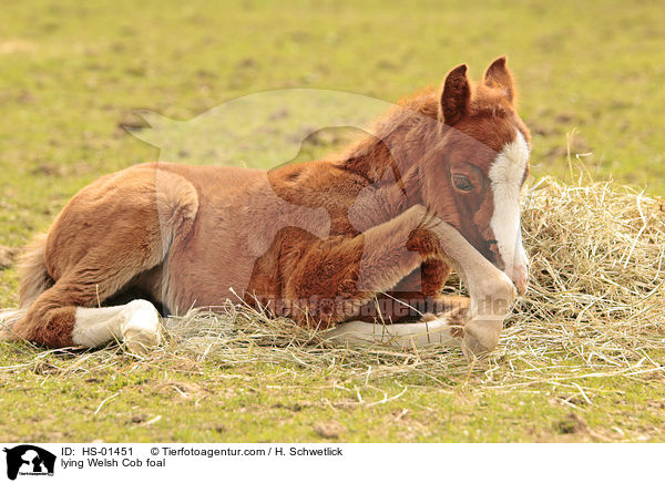 liegendes Welsh Cob Fohlen / lying Welsh Cob foal / HS-01451