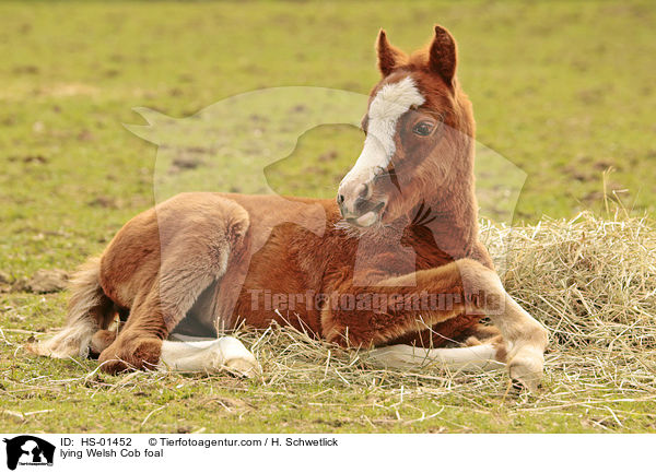 liegendes Welsh Cob Fohlen / lying Welsh Cob foal / HS-01452