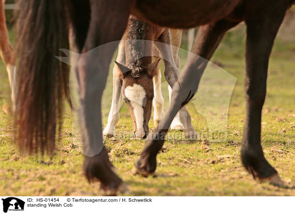 stehende Welsh Cob / standing Welsh Cob / HS-01454