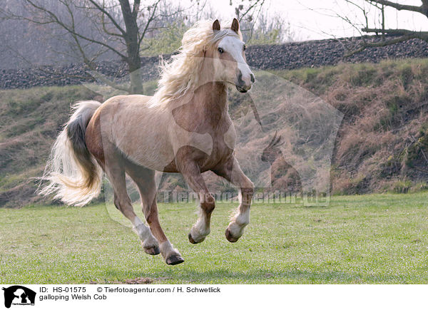 galoppierender Welsh Cob / galloping Welsh Cob / HS-01575