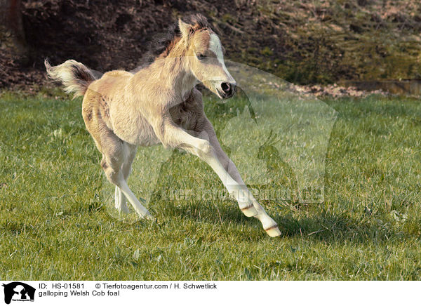 galoppiereder Welsh Cob Fohlen / galloping Welsh Cob foal / HS-01581
