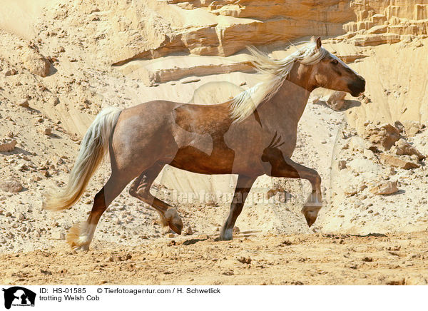 trabender Welsh Cob / trotting Welsh Cob / HS-01585