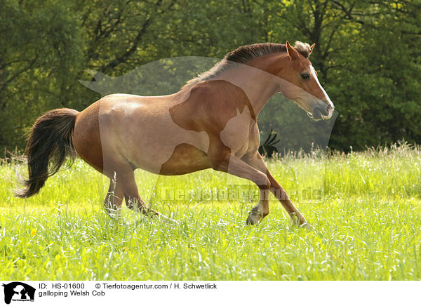 galloping Welsh Cob / HS-01600