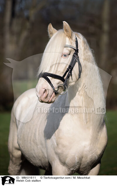 Welsh Cob Hengst / Welsh Cob stallion / MM-01611