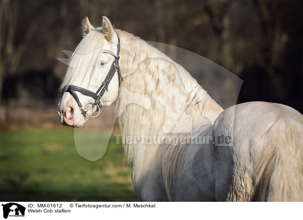 Welsh Cob Hengst / Welsh Cob stallion / MM-01612