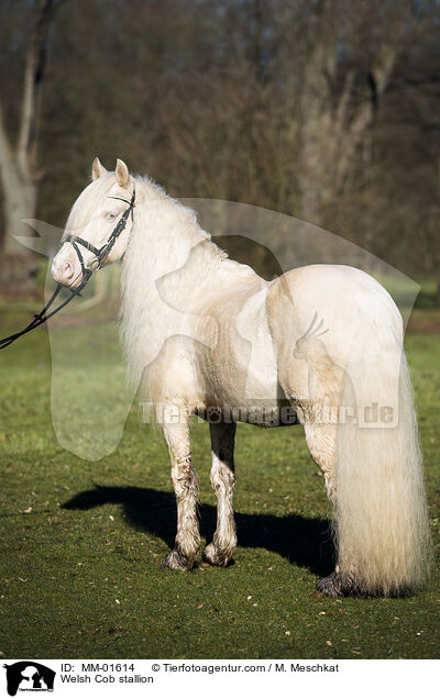Welsh Cob Hengst / Welsh Cob stallion / MM-01614