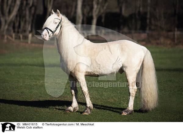 Welsh Cob stallion / MM-01615