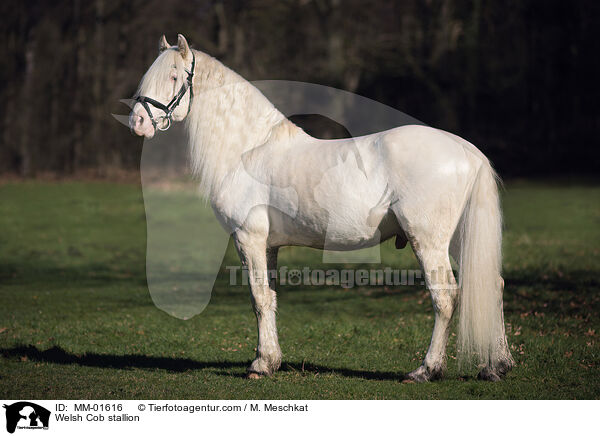 Welsh Cob Hengst / Welsh Cob stallion / MM-01616