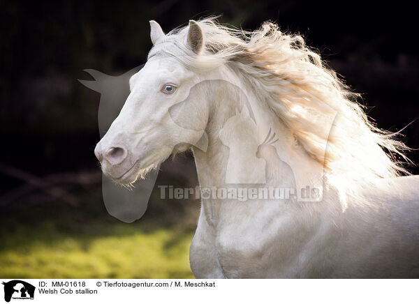 Welsh Cob Hengst / Welsh Cob stallion / MM-01618