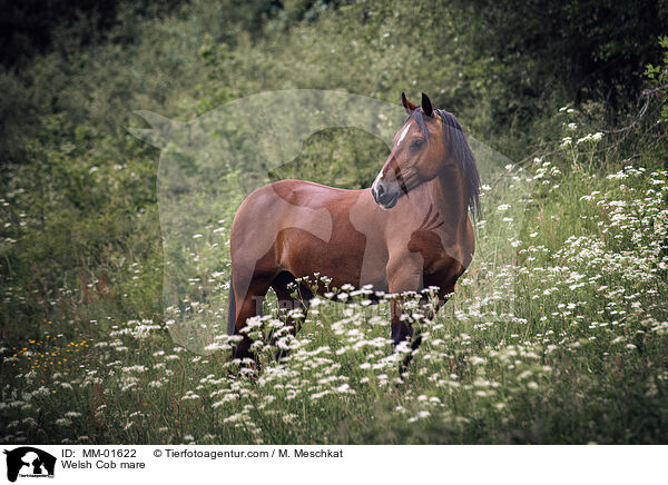 Welsh Cob Stute / Welsh Cob mare / MM-01622