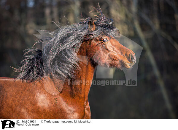Welsh Cob Stute / Welsh Cob mare / MM-01631