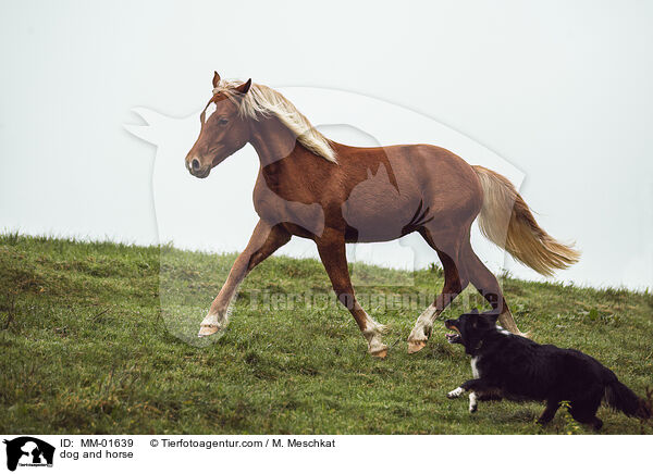 Hund und Pferd / dog and horse / MM-01639