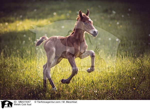 Welsh Cob Fohlen / Welsh Cob foal / MM-01647