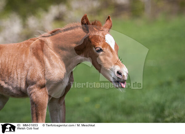 Welsh Cob Fohlen / Welsh Cob foal / MM-01653