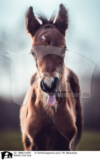 Welsh Cob Fohlen / Welsh Cob foal / MM-01658